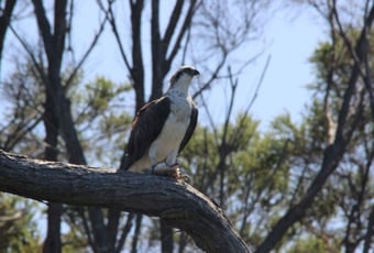 Osprey Kapagup Bron Anderson DBCA