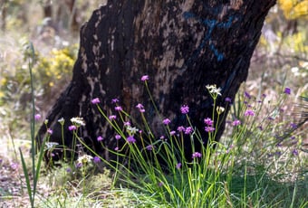 Wildflower-Walk-Kwinana 2.jpg