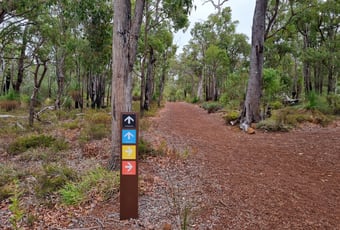 SpinebillStroll_BungendorePark_PHAVC_1