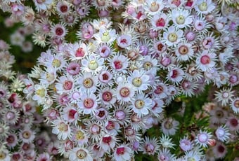 Feather Flowers_JFNP_Bronwyn Wells