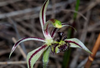 claypit_circuit_foxes_lair_0