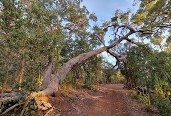 Robin_Ramble_Bungendore_Park_PHAVC_2