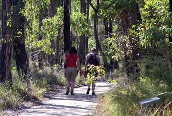 forest_path_crooked_brook_2