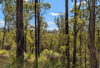 Island Pool Walk Trail View - Lane Poole Reserve - Visit Dwellingup