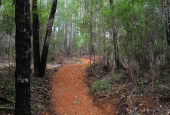 The Arboretum. Bron Anderson DBCA (18)