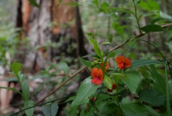 Quinninup Karri Trail_DBCA_Bron Anderson (5)