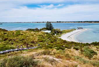 penguin-island-conservation-park-tourism-wa1