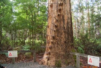 RS333_SouthernForestsPemberton_Gloucester_Karri_20080820