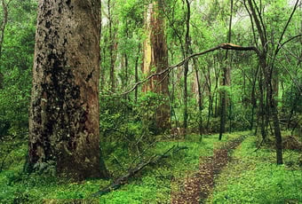 forest_understorey_Friends_of_Porongurup