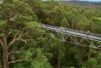 Treetop Walk3_VoG_Walpole-NornNP_ASW