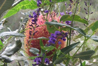 banksia_6