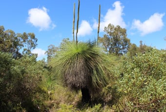 woodlands_yanchep_(19)