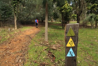 Tall_Gum_Walk_Balingup_1