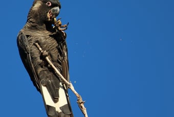 19_Male_Carnabys_Cockatoo_Sally_Wallace