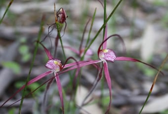 Djet Dordun Beverley