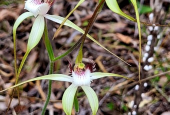 Spider orchids Pultanaea trail A Johnson