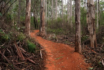 The Arboretum_Jack Flash Bron AndersonDBCA (1)