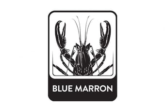 Blue_Marron