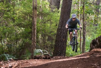 Margaret_River_Pines_1