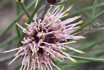 Wongan_Wildflower_Walk1
