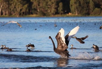 Swans_on_Lake_Monger_-Sally_Wallace_1