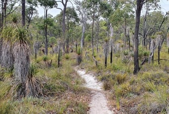 Jarrah_walk_trail_landscape