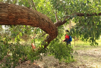 Hill_View_Balingup_1