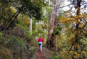 warren_river_loopwalk_3