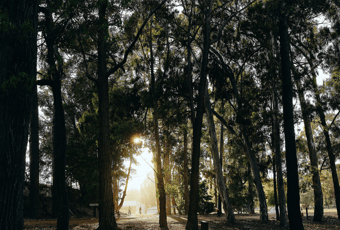 Around the Bridges3_Collie_Russell Ord