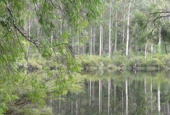 Great Forest Trees Drive dam Shannon NP DBCA