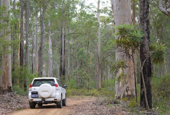 Great Forest Trees Drive, Shannon NP  Bron Anderson (1).jpg