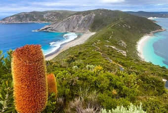 bald head 5_Torndirrup_DBCA_Resized