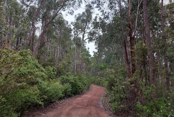King-Jarrah-Trail-4-Bronwyn-Wells