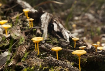 Sheoak4_Kondil_Nannup_Jane Pelusey Photography