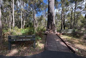 King Jarrah. Bron Anderson DBCA (3)