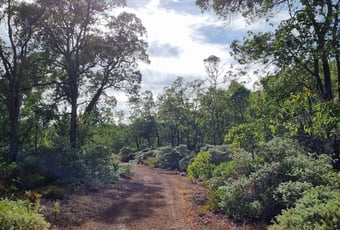Honeyeater_Hike_Bungendore_Park_PHAVC_10