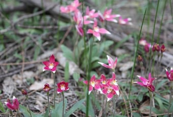 brooking_street_reserve_trail_hybrid_pink_Fairy_Beverley