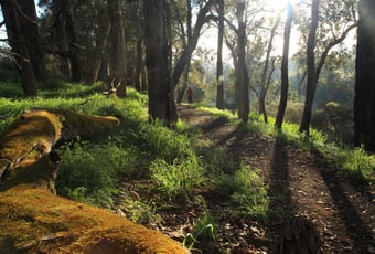 Blackwood_River_Walk2