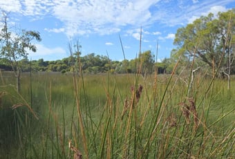 Western edge wetlands, Tamworth Wetlands Trail, T Lindsey OTBT