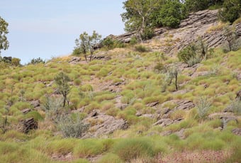 KurrajongTrail_PurnululuNP_DBCA