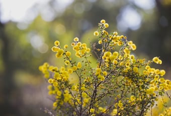 PricklyMosesTrail_Lloyd_Hughes_Park_PHAVC_5