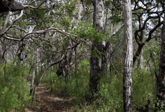 Mt Burnett5_Frankland NP_Bron Anderson