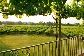 Capel Vale Vineyard_CapelVale