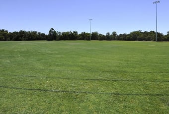 dianella_dianella_ros_