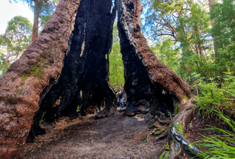 Giant Tingle Tree Loop7_Chelle Fisher