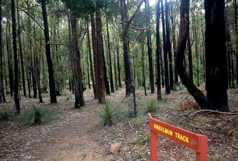 Bibbulmun_Camel_Farm_to_Hewetts_Hill_1