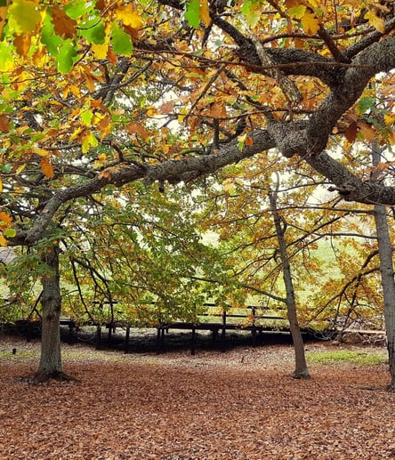 Photo of Golden Valley Tree Park, Balingup trail
