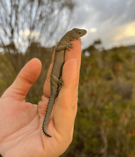 Photo of Paruna Wildlife Sanctuary, Gidgegannup trail
