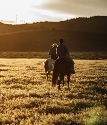 Photo of Horse trail