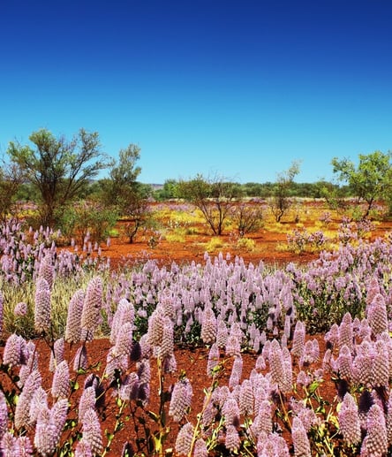 Photo of Wildflowers trail